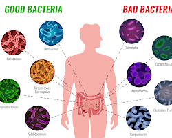 Gut bacteria
