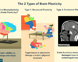 Brain plasticity research