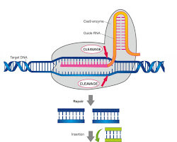 CRISPR-Cas9 gene editing tool