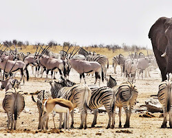 Namibia safari
