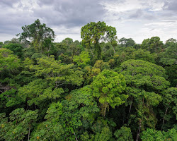 Amazon rainforest biodiversity