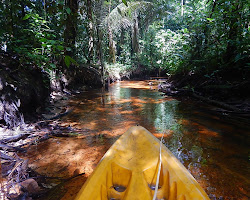 Camping in the Amazon rainforest