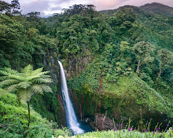 Costa Rica rainforest