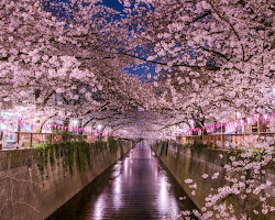 Hanami Cherry Blossom Festival, Japan