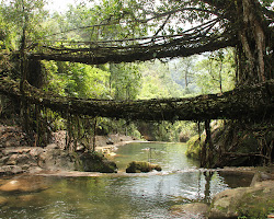 Living Root Bridges of Meghalaya, India