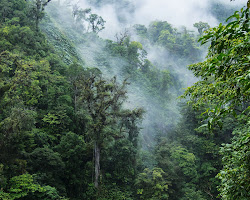 Monteverde Cloud Forest, Costa Rica
