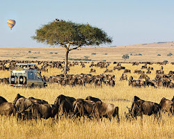 Safari in Masai Mara National Reserve, Kenya