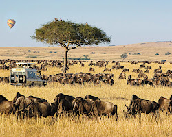 Safari in Masai Mara National Reserve, Kenya